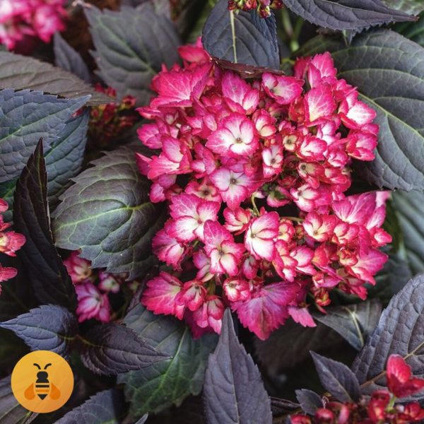 Sadnice Tamnolisne hortenzije