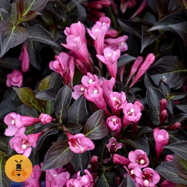 Sadnice Tamnolisne Vajagele.