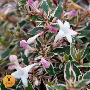 Abelia grandiflora variegata