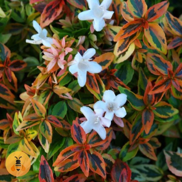 Abelia kaleidoscope.