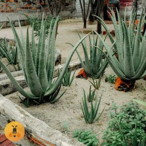 AloeVera Sadnice AloeVere.