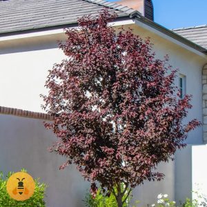 Crvenolisna Šljiva u Saksiji