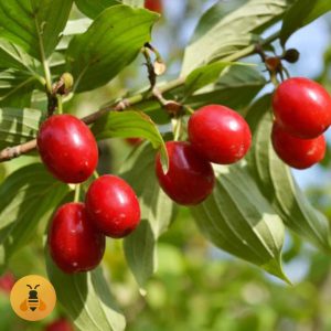 Domaći Dren u Saksiji