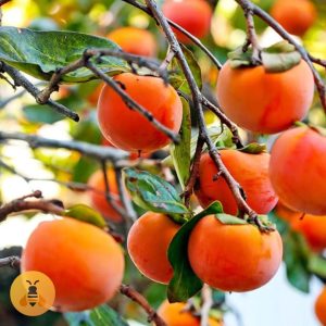 Kaki Jabuka u Saksiji