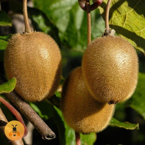 Sadnice kivija u saksiji.