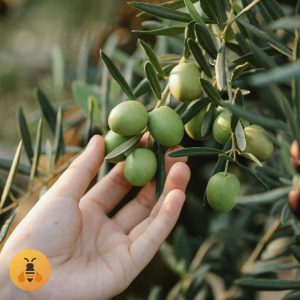 Maslina na Štapu Maslina na štapu. Prodaja sadnica.