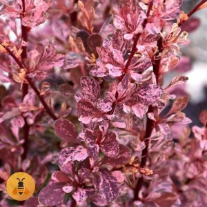 Šarenolisni berberis Šarenolisni berberis.